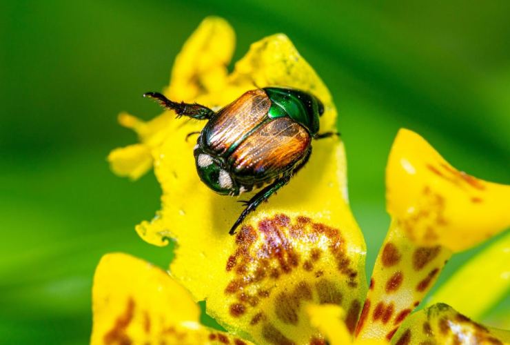 Come difendersi dallo scarabeo giapponese 