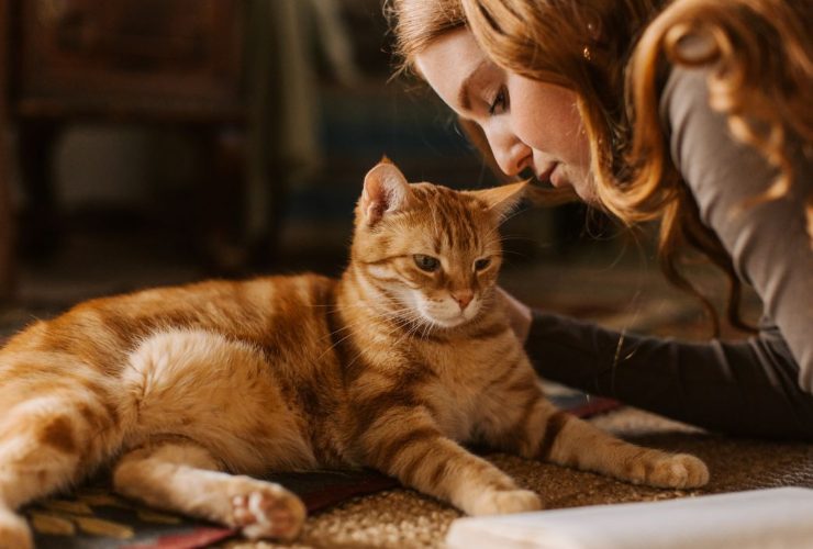 Come educare il gatto