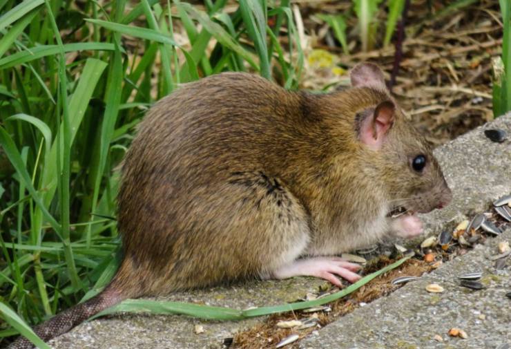 Il ratto gigante di 55 centimetri