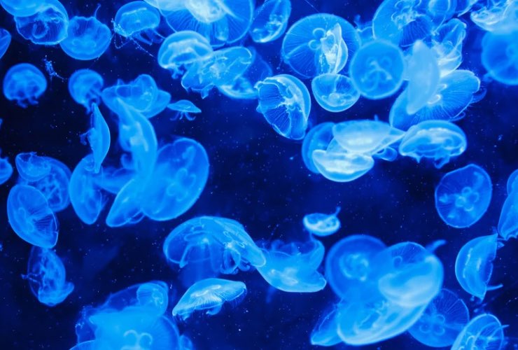 Meduse in mare