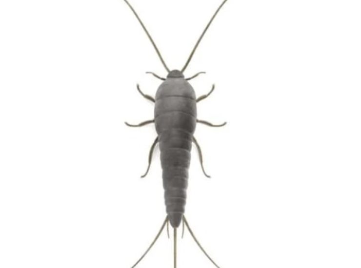 Lepisma saccharina