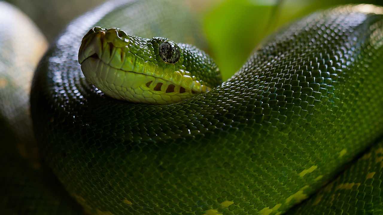 serpente verde - pexels- skyvape-2