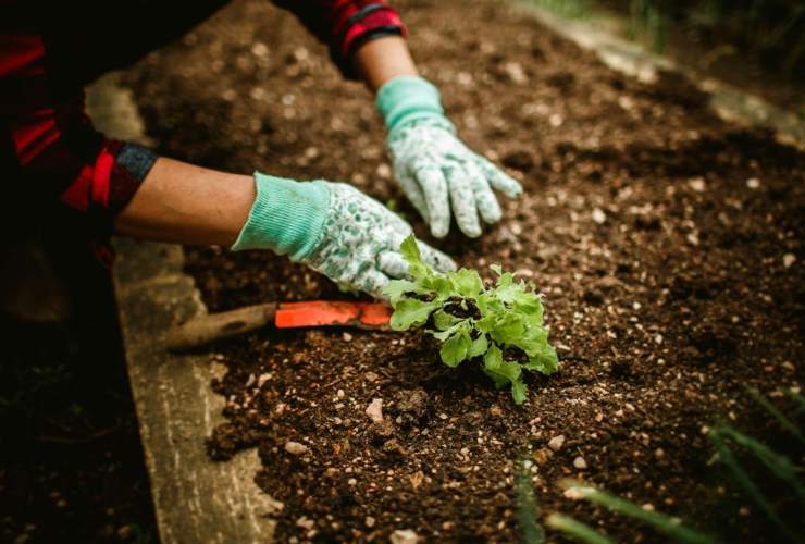 Una pianta dai molteplici benefici , ecco quale piantare
