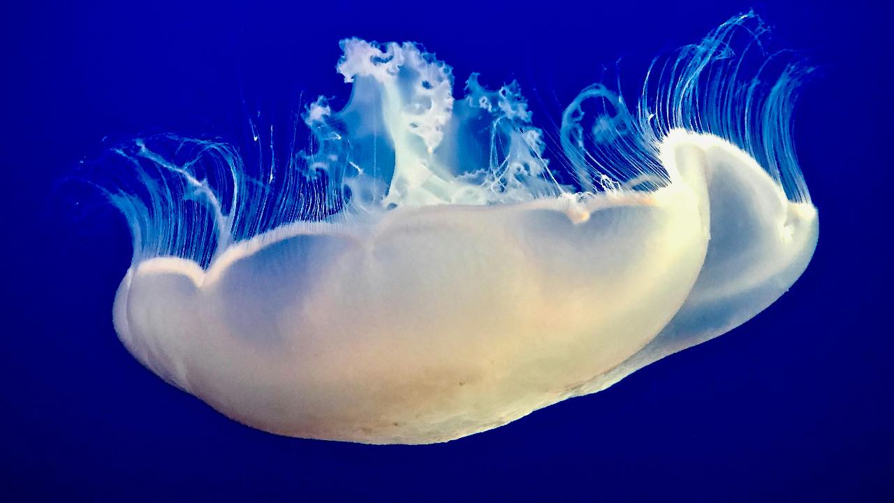 creatura marina, mostro, specie mare - pexels-j skyvape