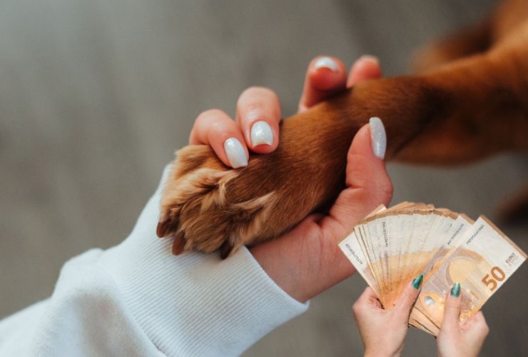 Cosa sappiamo sulla tassa sui cani