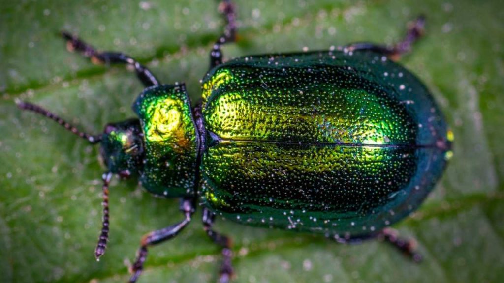 Allarme scarabeo giapponese