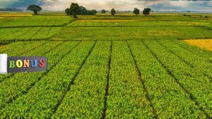 Bonus agricoltura