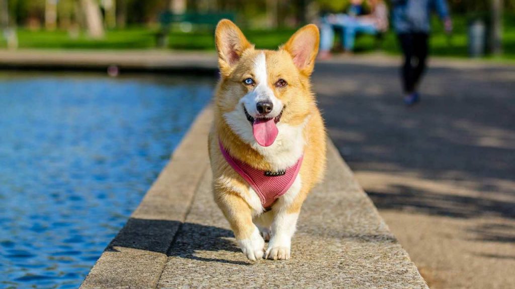 cani - pexels- skyvape