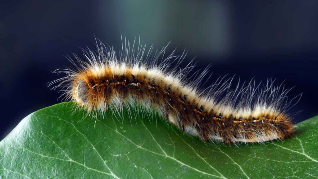 larva - pexels- skyvape