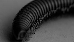 millepiedi verme - pexels- skyvape