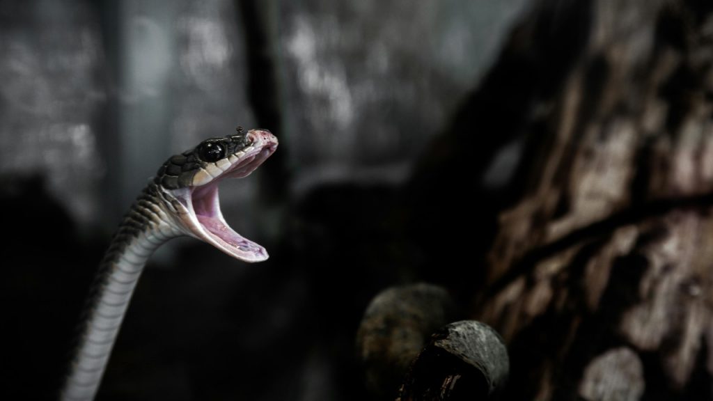 serpente - pexels- skyvape
