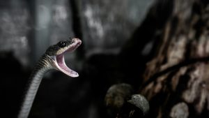 serpente - pexels- skyvape