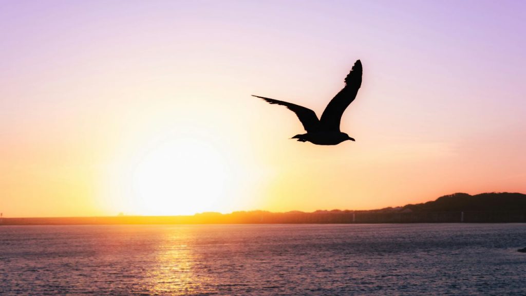 sole mare estate - pexels - skyvape