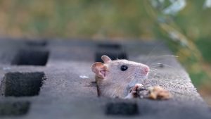 Allarme topi in città