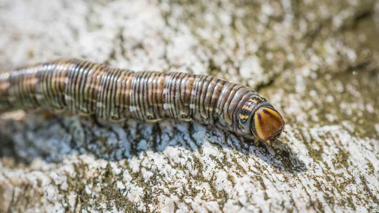 verme - pexels- skyvape